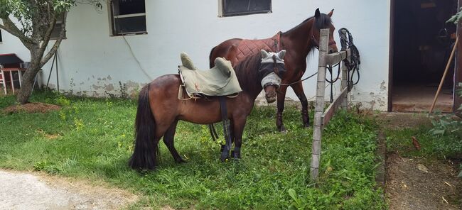 Shetty Wallach, 5 jährig, Katharina , Horses For Sale, Rechnitz, Image 5