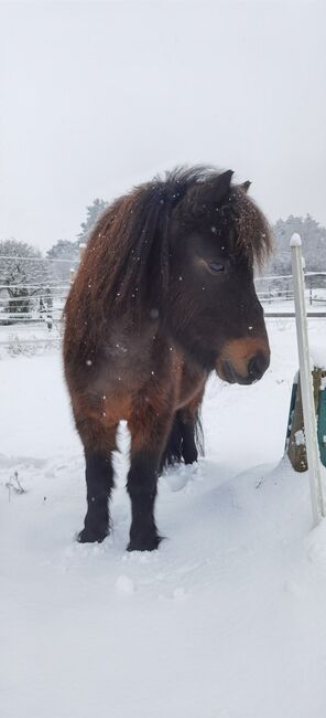 Shetty Wallach, 5 jährig, Katharina , Horses For Sale, Rechnitz, Image 6