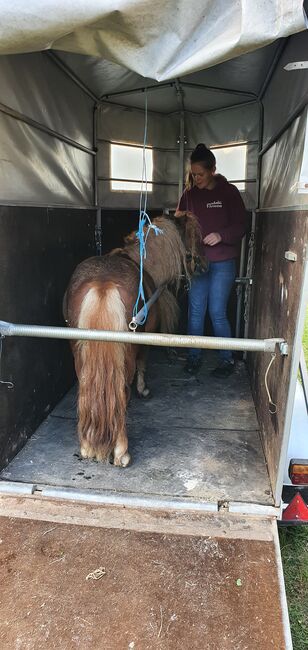 Shettywallach abzugeben, Anna , Horses For Sale, Straß in Steiermark, Image 2