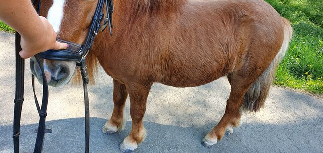 Shettywallach abzugeben, Anna , Horses For Sale, Straß in Steiermark, Image 6