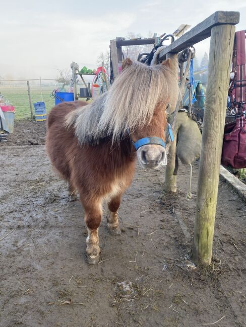 Shetty Wallach Kinderpony/Kutschpony, Alina , Pferd kaufen, Koblenz, Abbildung 2