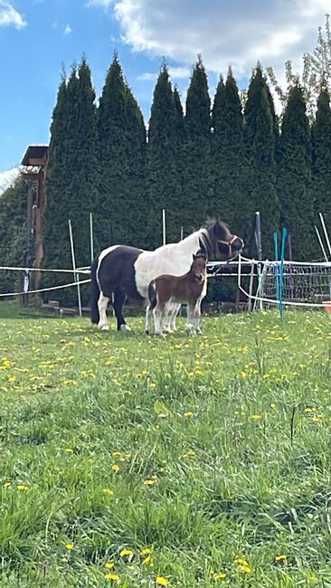 Shetty-Junghengst, Sabine Döring , Horses For Sale, Friedewald , Image 5