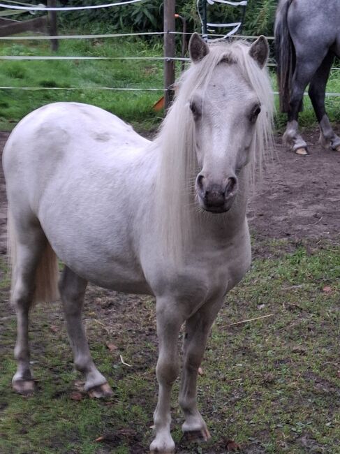 Shettypartbredstute in Sonderfarbe, Bianka Hoffmann , Horses For Sale, Apen, Image 2