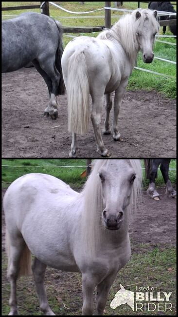 Shettypartbredstute in Sonderfarbe, Bianka Hoffmann , Horses For Sale, Apen, Image 3