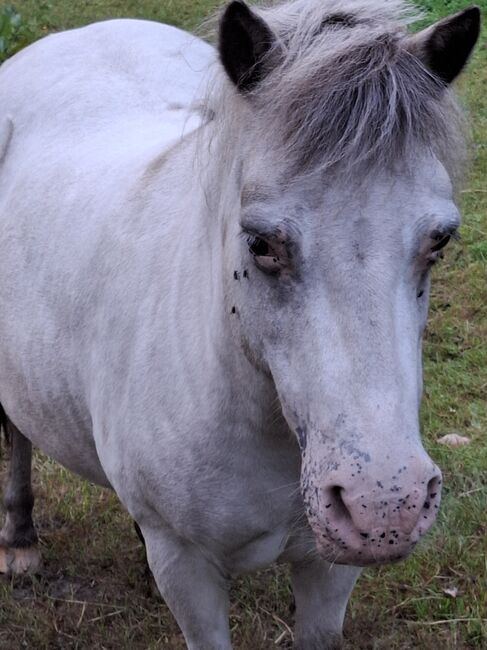 Shettypartpredstute few Spot wegen Aufgabe günstig, Bianka Hoffmann , Horses For Sale, Apen, Image 2