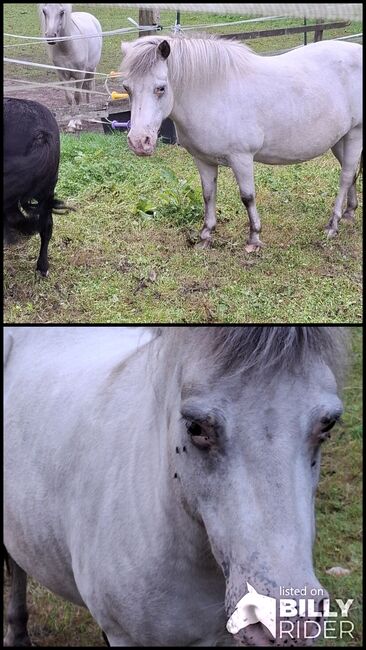 Shettypartpredstute few Spot wegen Aufgabe günstig, Bianka Hoffmann , Horses For Sale, Apen, Image 3
