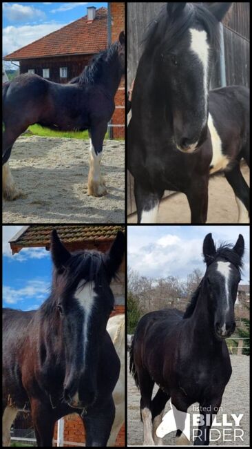 Shire Horse Wallach Babylon, Manuel, Horses For Sale, Seefeld in Tirol, Image 5