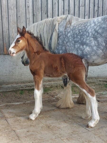 Shire Horse Fohlen Paco, Manuel, Horses For Sale, Seefeld in Tirol, Image 4