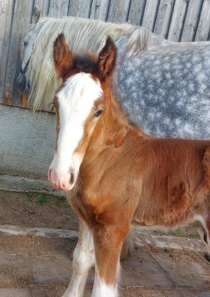 Shire Horse Fohlen Paco, Manuel, Horses For Sale, Seefeld in Tirol, Image 7