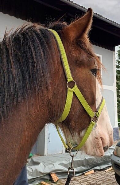 Shire Horse Fohlen Einstein, Manuel, Pferd kaufen, Seefeld in Tirol, Abbildung 2