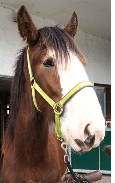 Shire Horse Fohlen Einstein, Manuel, Pferd kaufen, Seefeld in Tirol, Abbildung 4