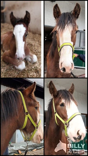 Shire Horse Fohlen Einstein, Manuel, Pferd kaufen, Seefeld in Tirol, Abbildung 6