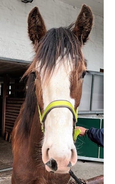 Shire Horse Fohlen Einstein, Manuel, Pferd kaufen, Seefeld in Tirol, Abbildung 3