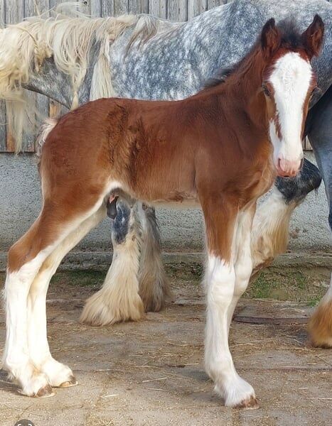 Shire Horse Fohlen Paco, Manuel, Pferd kaufen, Seefeld in Tirol, Abbildung 6