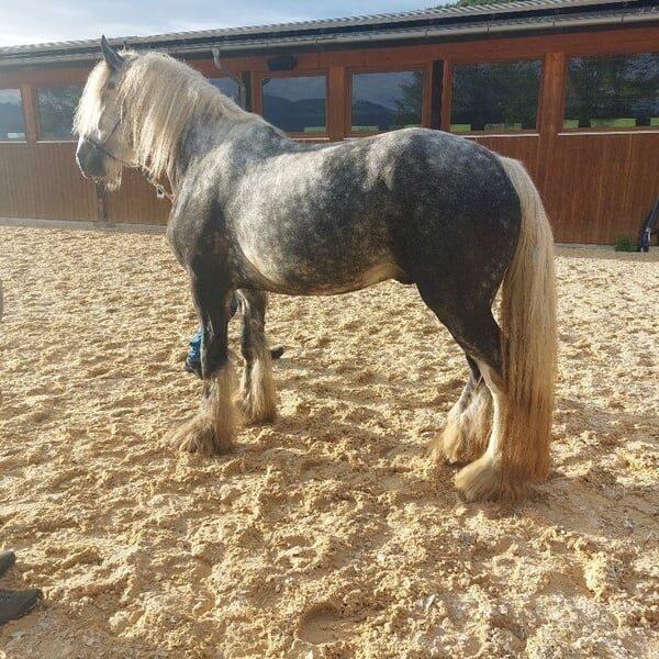 Shire Horse Wallach Arthus, Manuel, Horses For Sale, Seefeld in Tirol, Image 3