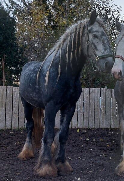 Shire Horse Wallach Arthus, Manuel, Horses For Sale, Seefeld in Tirol, Image 5