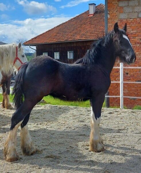 Shire Horse Wallach Babylon, Manuel, Konie na sprzedaż, Seefeld in Tirol