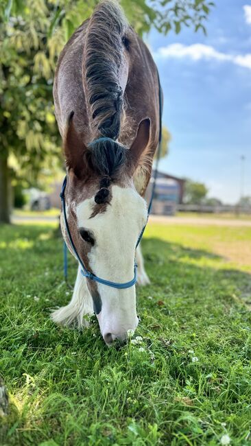 Shire Horse Wallach, Christina , Horses For Sale, Neuss, Image 7