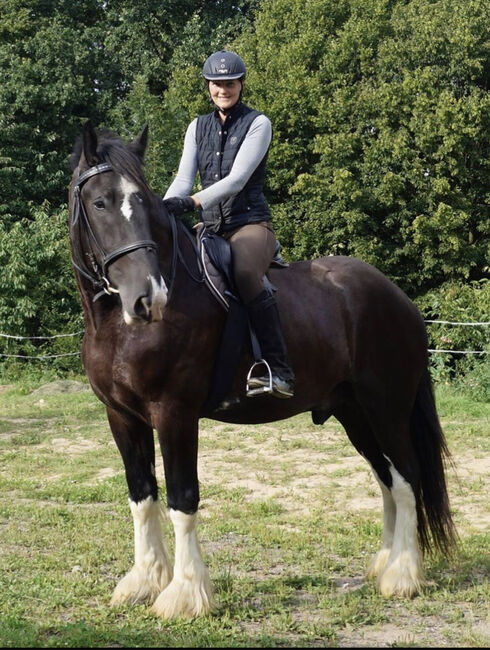 Shire Horse, Christin Fischer, Pferd kaufen, Großschirma 