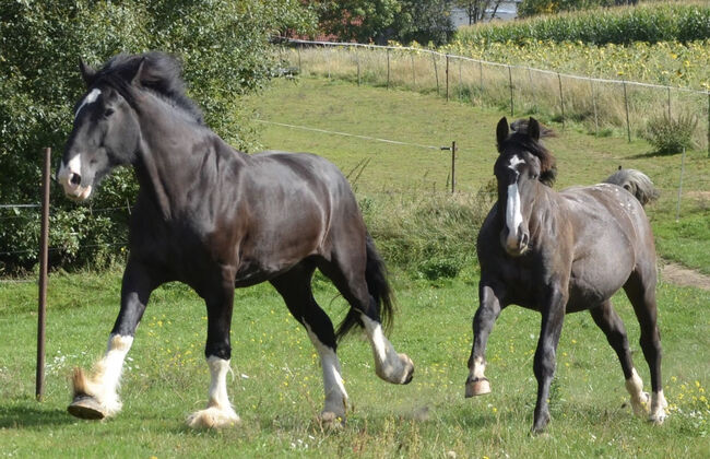 Shire Horse, Christin Fischer, Pferd kaufen, Großschirma , Abbildung 4