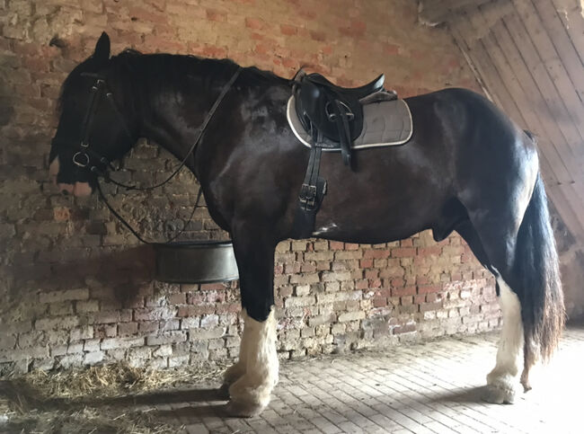 Shire Horse, Christin Fischer, Pferd kaufen, Großschirma , Abbildung 2