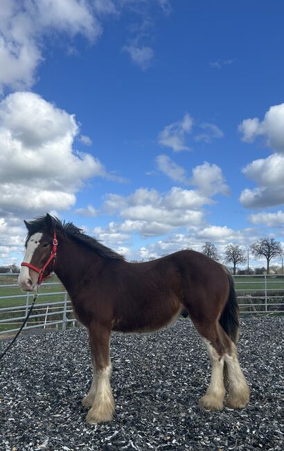 Shire Horse Hengst, Keppens , Horses For Sale, Aachen