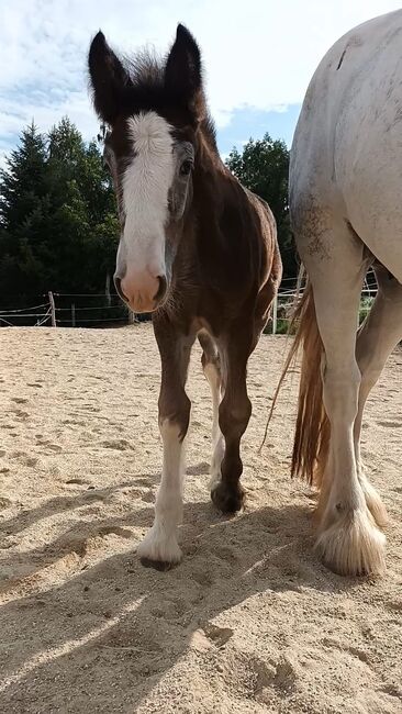 Shire Horse Stutfohlen Ylvi, Manuel, Horses For Sale, Seefeld in Tirol, Image 2