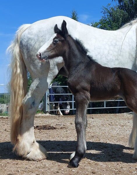 Shire Horse Stutfohlen Ylvi, Manuel, Horses For Sale, Seefeld in Tirol, Image 4