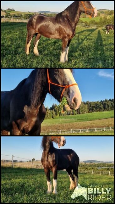 Shire Horse Stute Amelie, Manuel, Pferd kaufen, Seefeld in Tirol, Abbildung 4