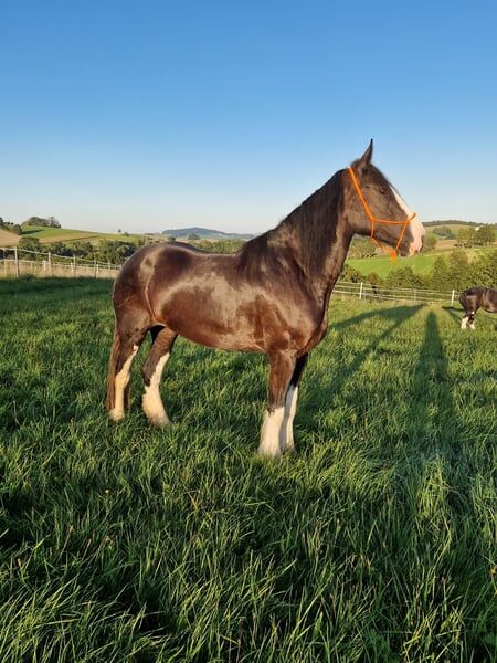 Shire Horse Stute Amelie, Manuel, Pferd kaufen, Seefeld in Tirol