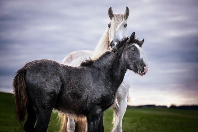 Shire Horse Stute Esmeralda, Manuel, Pferd kaufen, Seefeld in Tirol, Abbildung 3