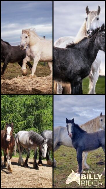 Shire Horse Stute Esmeralda, Manuel, Pferd kaufen, Seefeld in Tirol, Abbildung 6