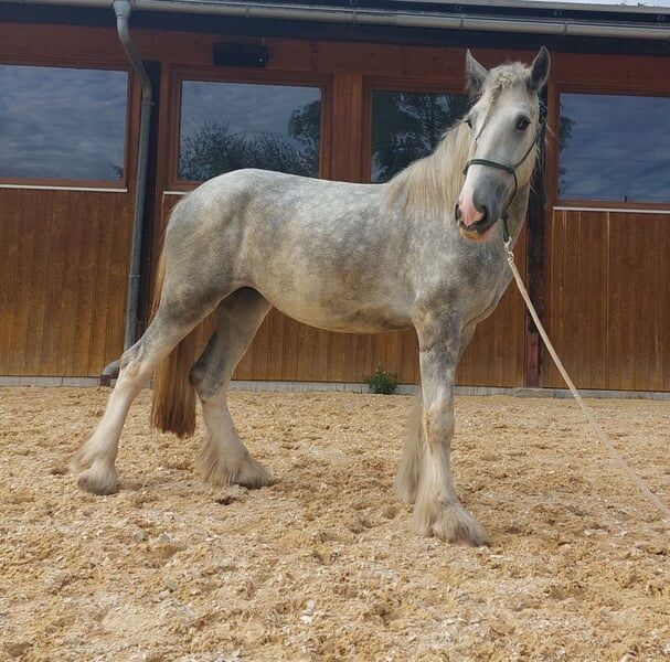 Shire Horse Stute Snowball, Manuel, Pferd kaufen, Seefeld in Tirol