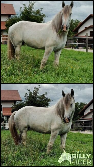 Shire Horse Stute Surprise, Manuel, Pferd kaufen, Seefeld in Tirol, Abbildung 3