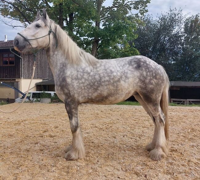 Shire Horse Stute Twinkle, Manuel, Pferd kaufen, Seefeld in Tirol, Abbildung 2