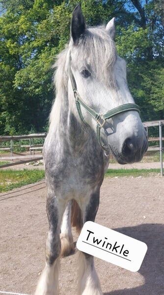 Shire Horse Stute Twinkle, Manuel, Pferd kaufen, Seefeld in Tirol, Abbildung 3