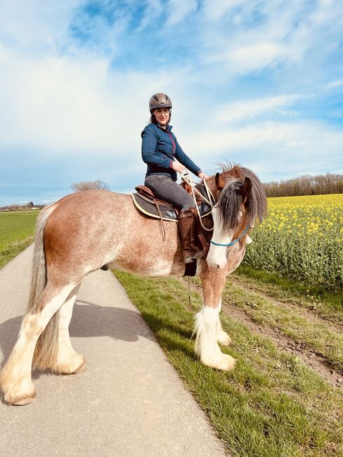 Shire Horse Wallach, Christina , Horses For Sale, Neuss, Image 4