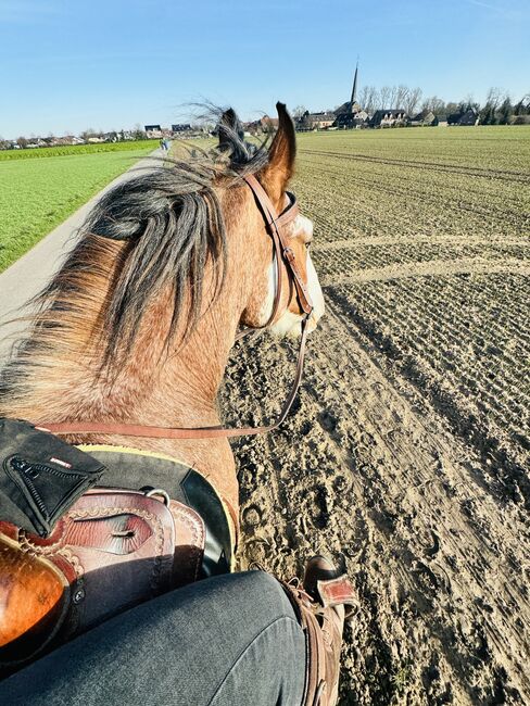 Shire Horse Wallach, Christina , Horses For Sale, Neuss, Image 5