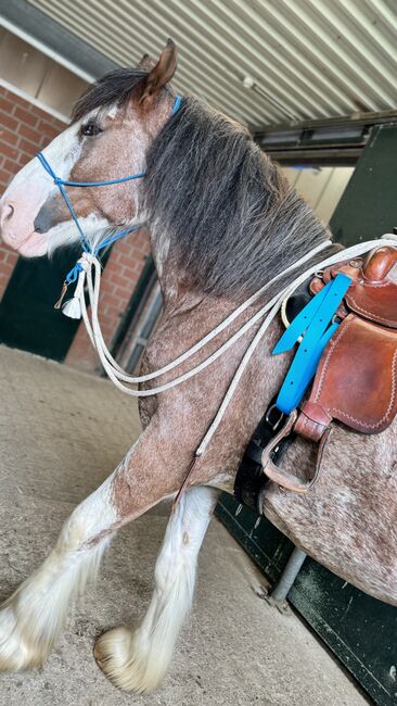 Shire Horse Wallach, Christina , Horses For Sale, Neuss, Image 3