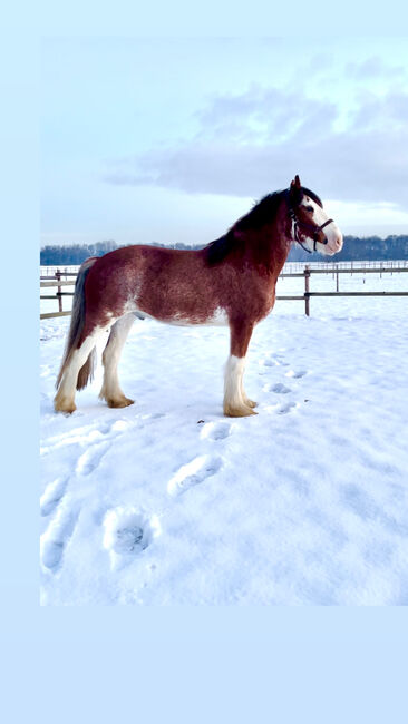 Shire Horse Wallach, Christina , Horses For Sale, Neuss, Image 8