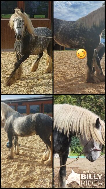 Shire Horse Wallach Arthus, Manuel, Pferd kaufen, Seefeld in Tirol, Abbildung 6