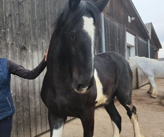 Shire Horse Wallach Babylon, Manuel, Pferd kaufen, Seefeld in Tirol, Abbildung 2