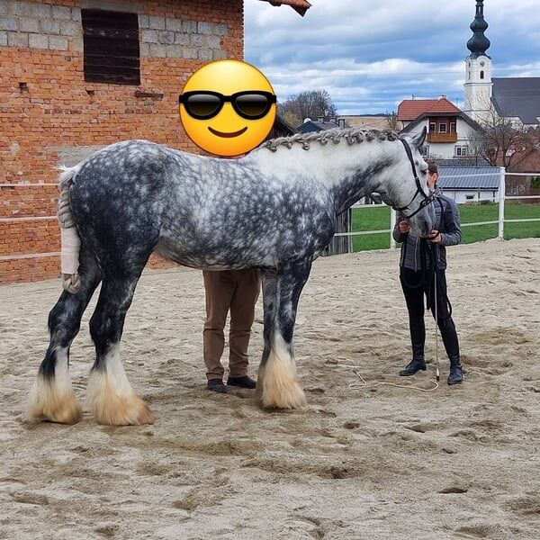 Shire Horse Wallach Merlin, Manuel, Pferd kaufen, Seefeld in Tirol, Abbildung 3