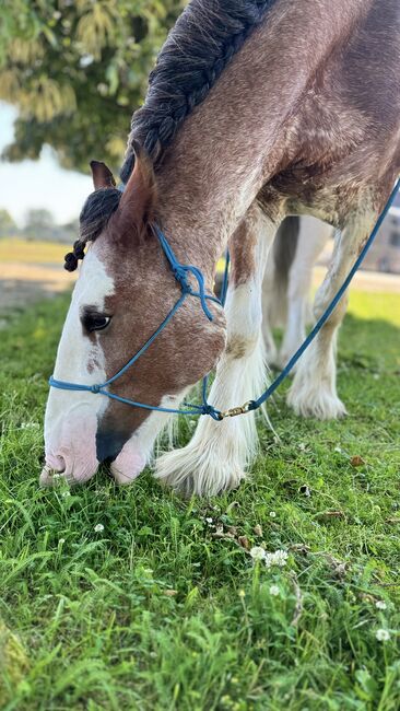 Shire Horse Wallach, Christina , Pferd kaufen, Neuss, Abbildung 6