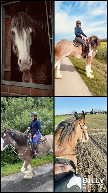 Shire Horse Wallach, Christina , Pferd kaufen, Neuss, Abbildung 9