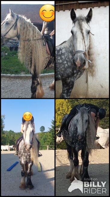 Shire Horse Wallach Trooper, Manuel, Pferd kaufen, Seefeld in Tirol, Abbildung 5