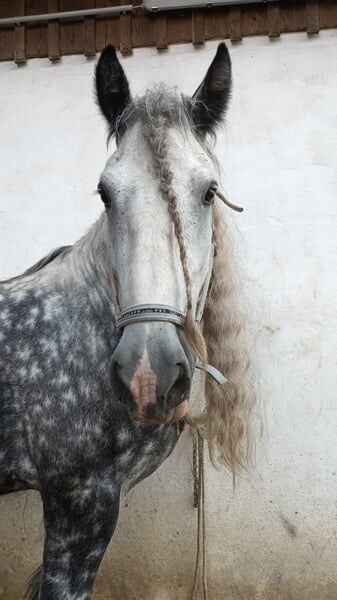 Shire Horse Wallach Trooper, Manuel, Pferd kaufen, Seefeld in Tirol, Abbildung 3