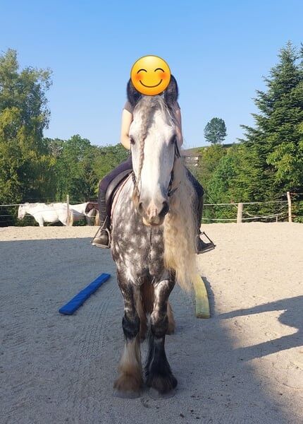 Shire Horse Wallach Trooper, Manuel, Pferd kaufen, Seefeld in Tirol, Abbildung 4