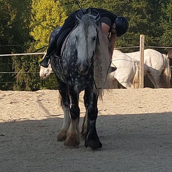 Shire Horse Wallach Trooper, Manuel, Pferd kaufen, Seefeld in Tirol, Abbildung 2