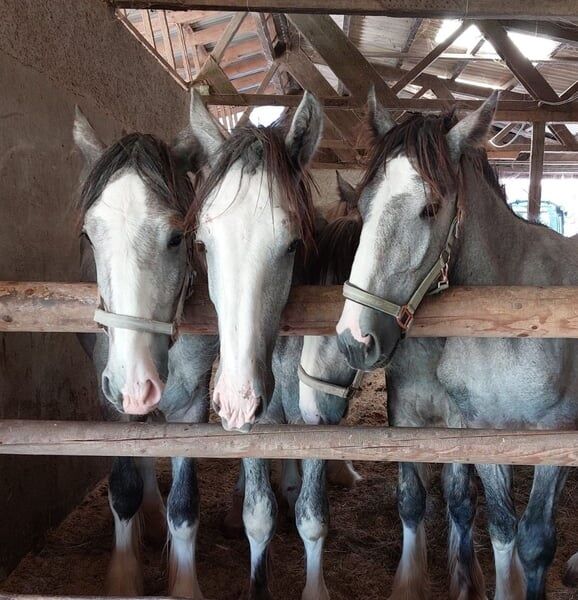 Shire Horse Wallach Zeus, Manuel, Pferd kaufen, Seefeld in Tirol, Abbildung 2